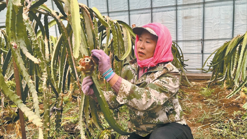 宝丰村火龙果铺就“火红”多元“增收路”