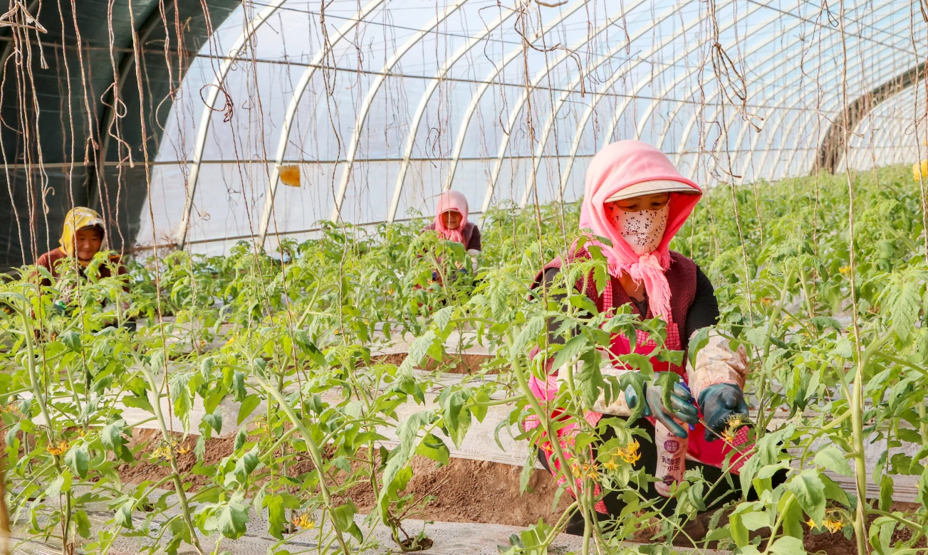 万家营村日光温室大棚内绿意盎然