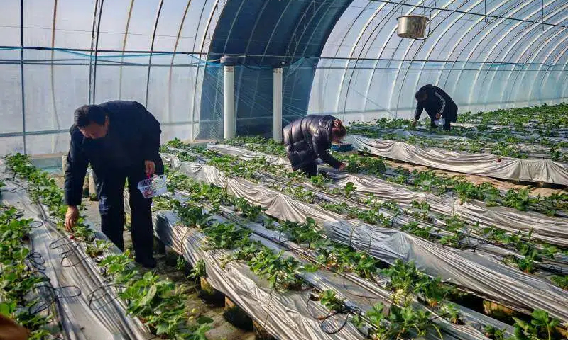 西河桥村：大棚果蔬缀枝头 采摘欢歌迎新年