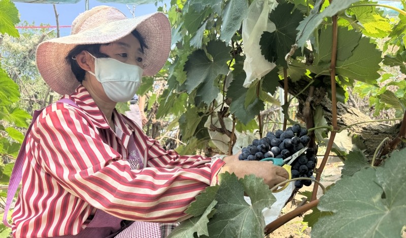 大武口区：葡萄飘香迎采摘 农旅融合兴乡村