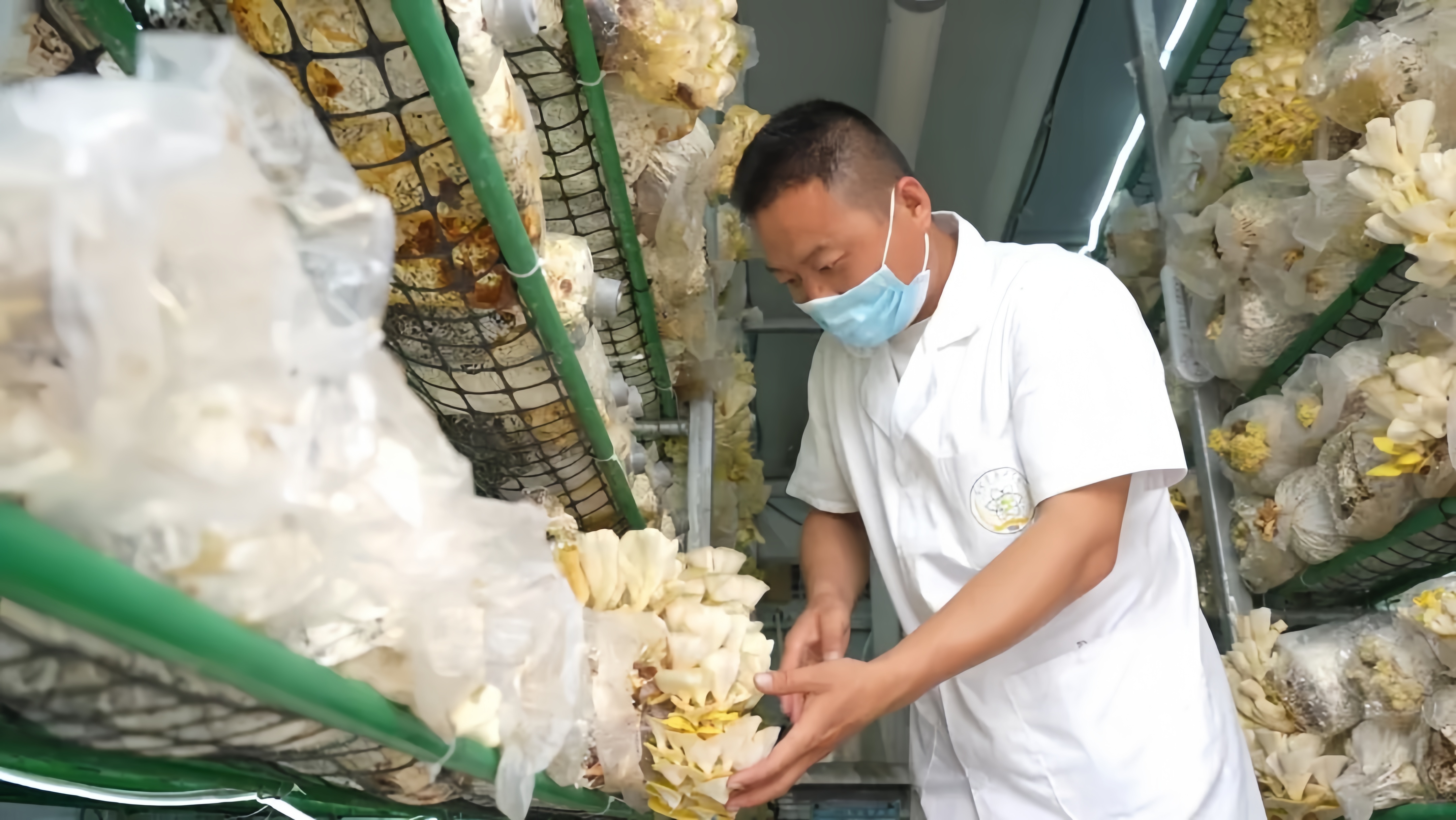 再续山海情·产业向未来｜黄河岸边“菇”事新